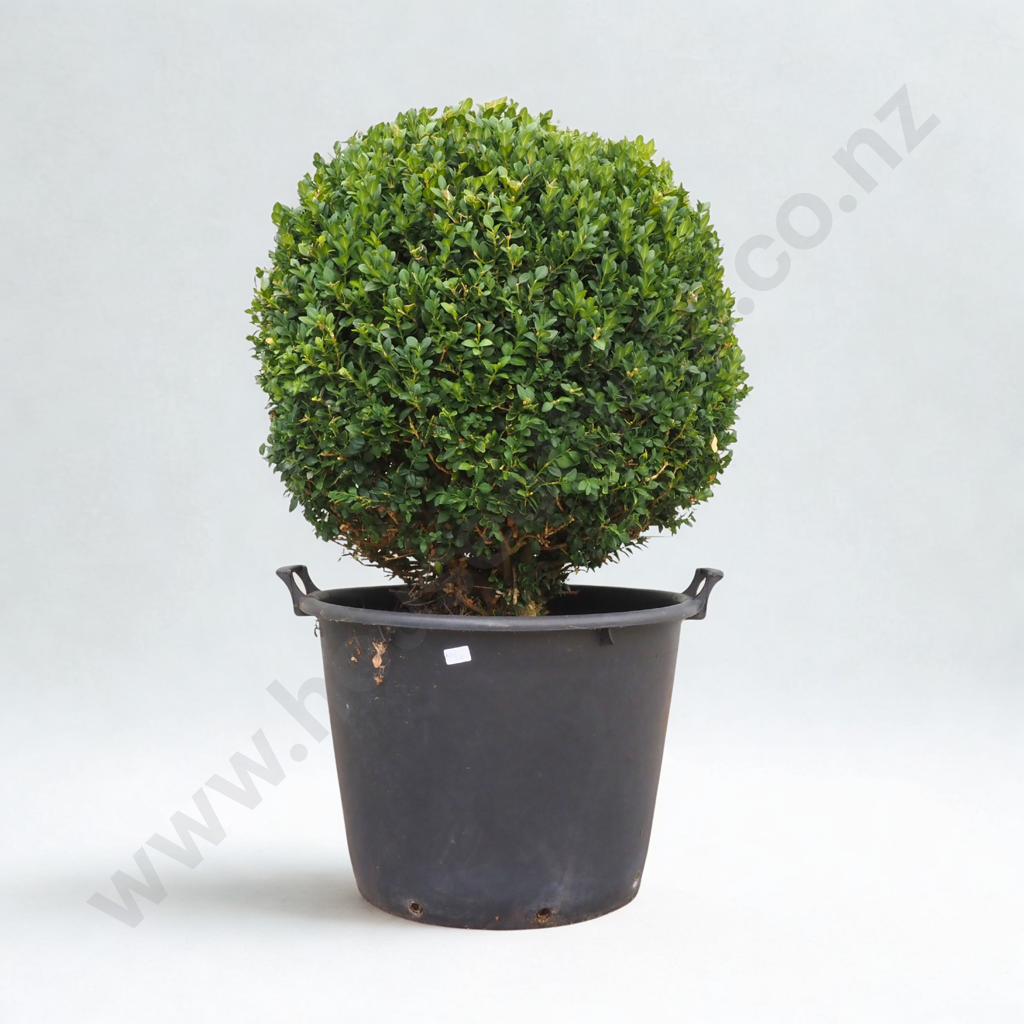 Buxus Sempervirens "Rotundifolia" Ball - Approximately 20 Years Old Image 1++