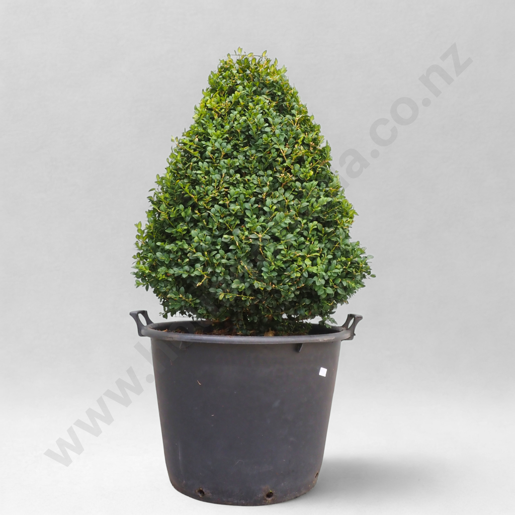 Buxus Sempervirens Pyramid - Approximately 20 Years Old Image 1++