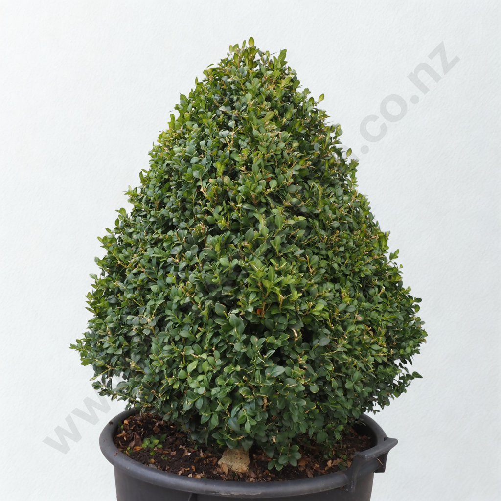 Buxus Sempervirens Pyramid - Approximately 20 Years Old Image 1++