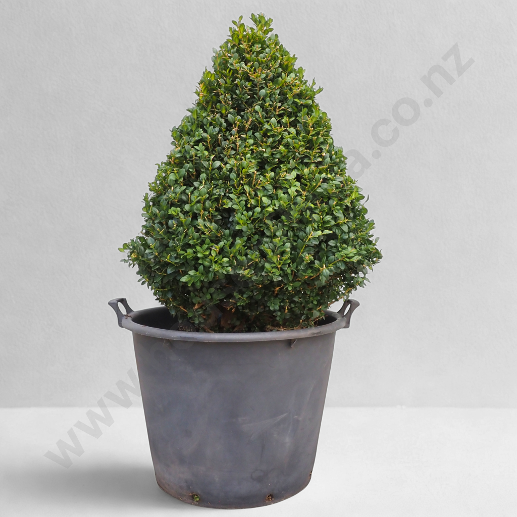 Buxus Sempervirens Pyramid - Approximately 20 Years Old Image 1++