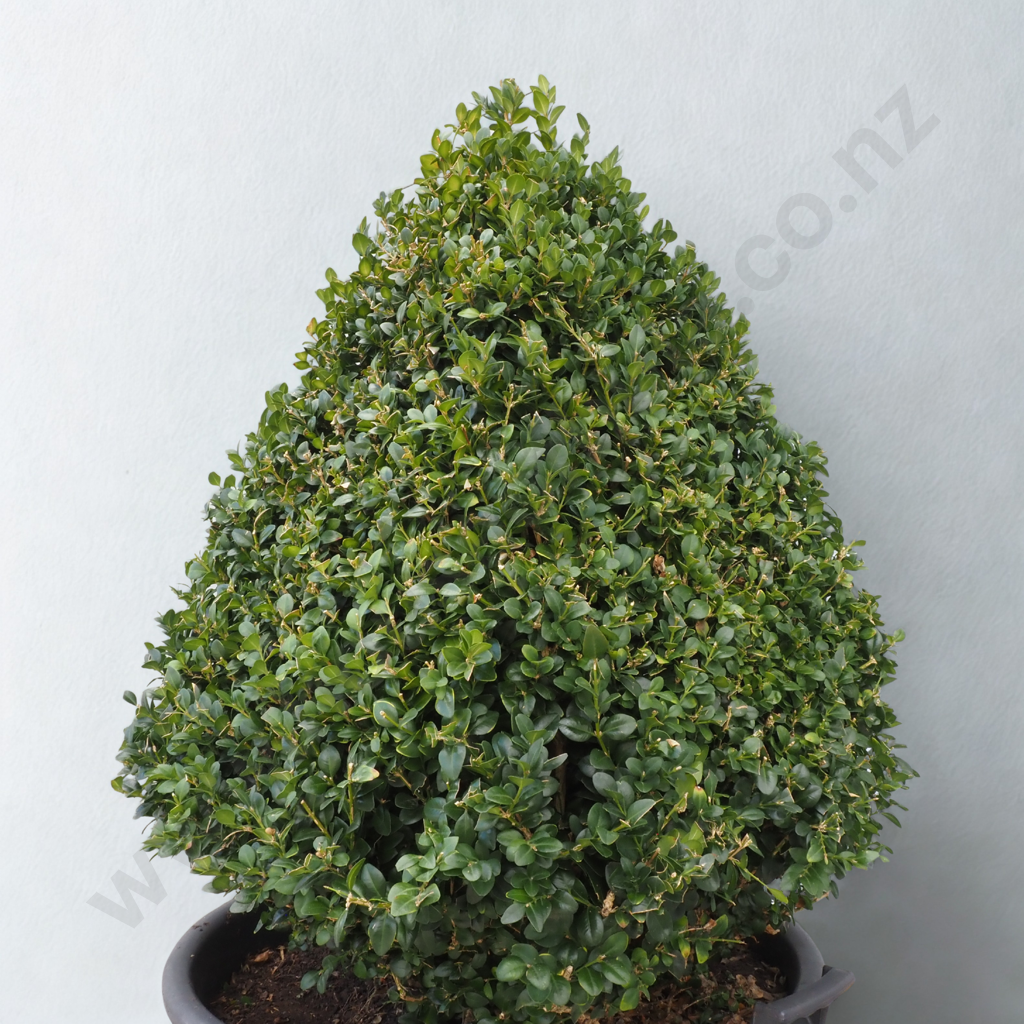 Buxus Sempervirens Pyramid - Approximately 20 Years Old Image 1++