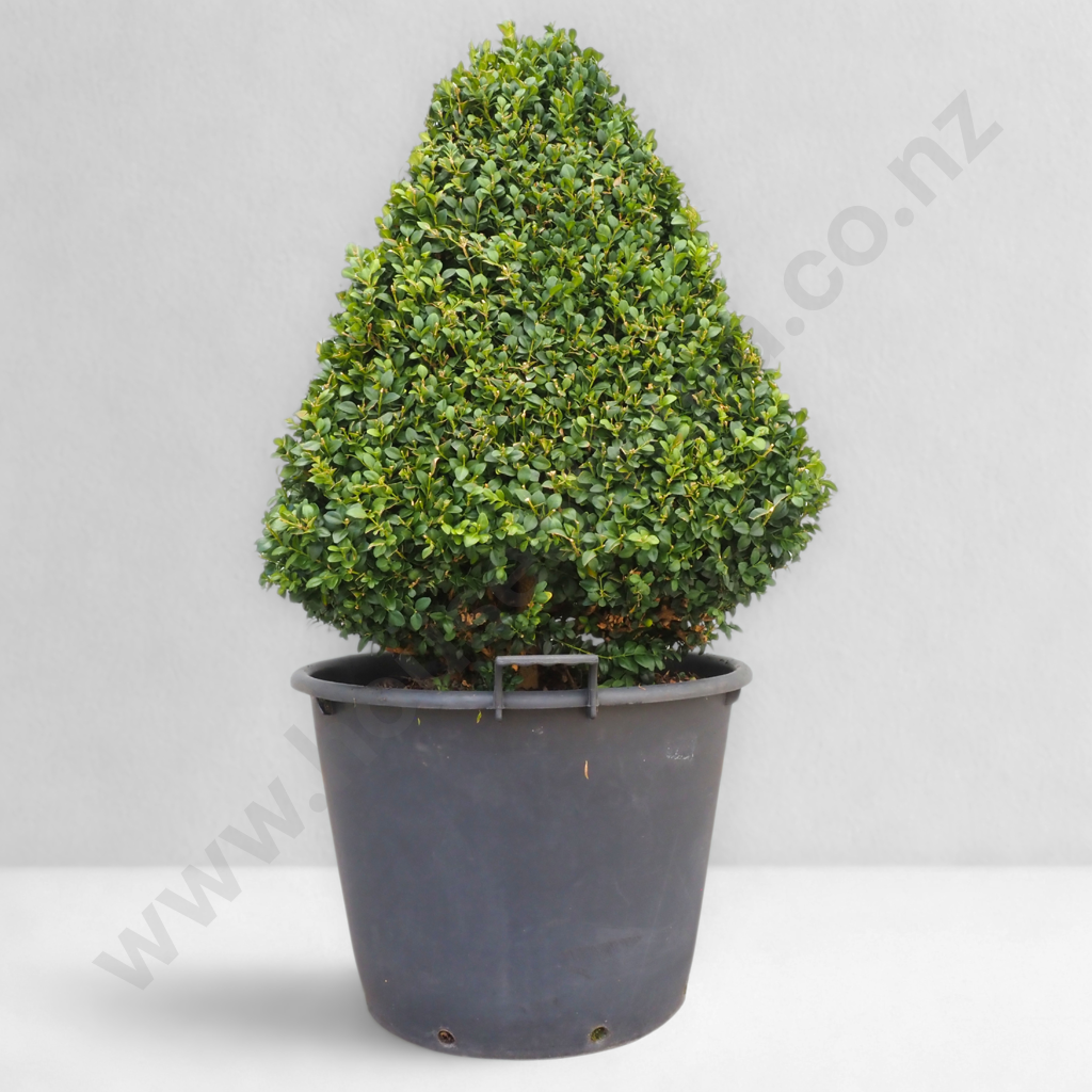 Buxus Sempervirens Pyramid - Approximately 20 Years Old Image 1++