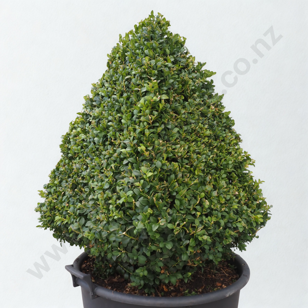 Buxus Sempervirens Pyramid - Approximately 20 Years Old Image 1++