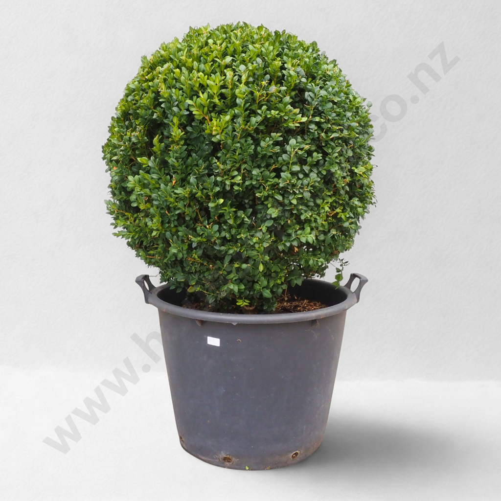 Buxus Sempervirens "Rotundifolia" Ball - Approximately 20 Years Old Image 1++