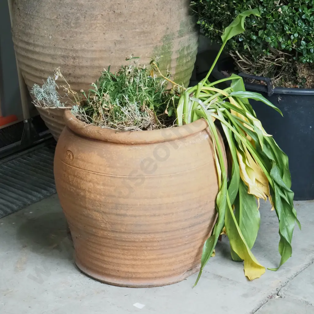 Terracota Morris & James Pot w Aspidistra & Sweet William Image 1++