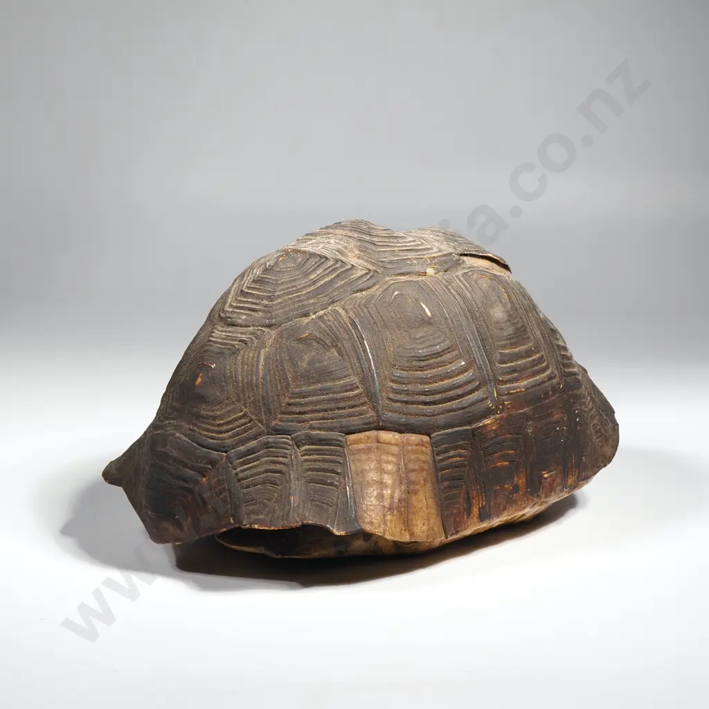 Tortoiseshell w Prominent Scute Patterns. Image 1++