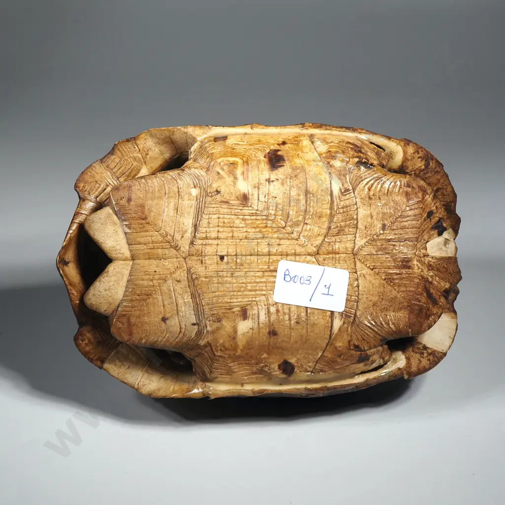 Tortoiseshell w Prominent Scute Patterns. Image 1++