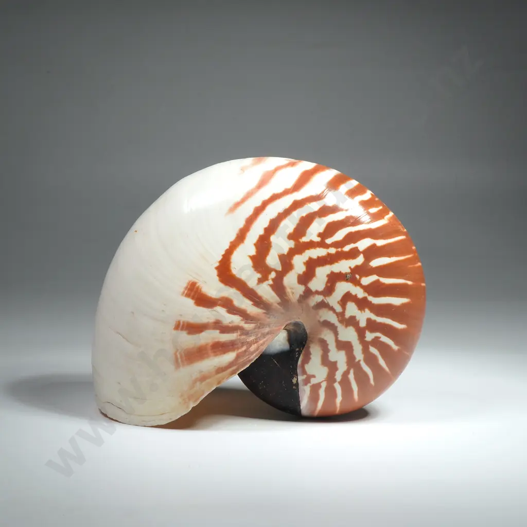 Large Nautilus Sea Shell Image 1++