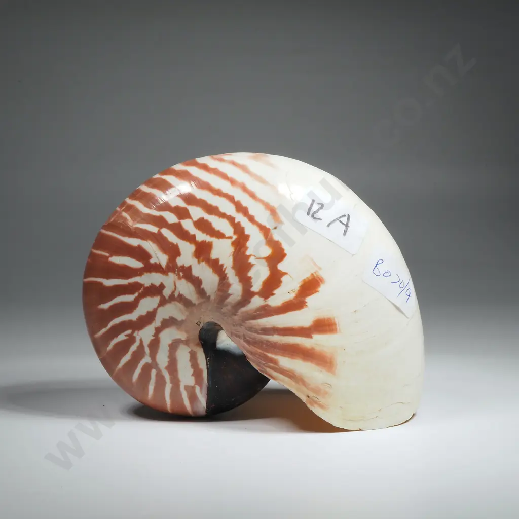 Large Nautilus Sea Shell Image 1++