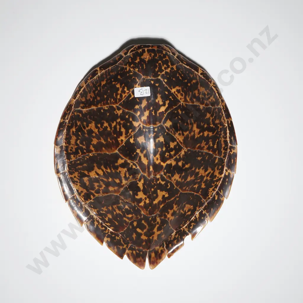 Turtle Carapace in Excellent Condition Image 1++