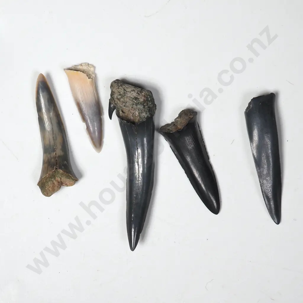 Five Fossilised Chatham Islands Sharks Teeth Image 1++