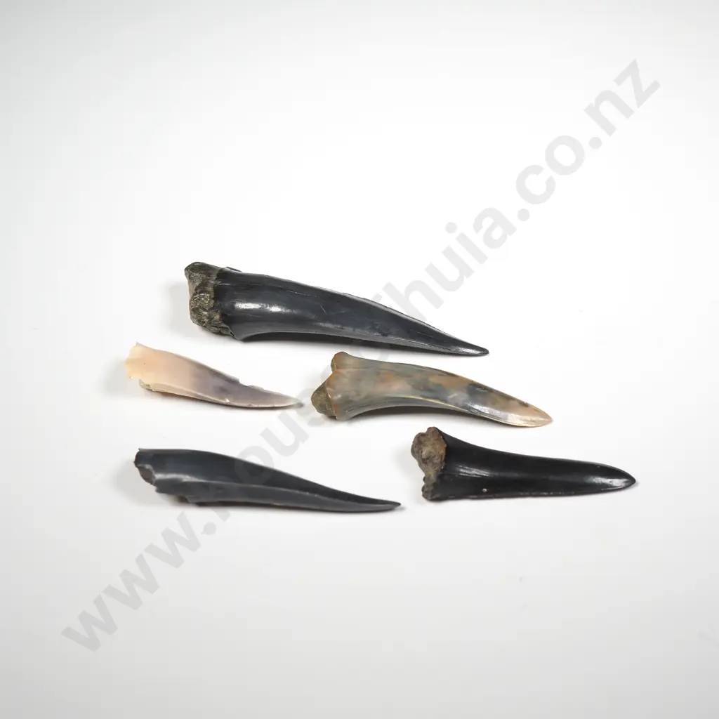 Five Fossilised Chatham Islands Sharks Teeth Image 1++