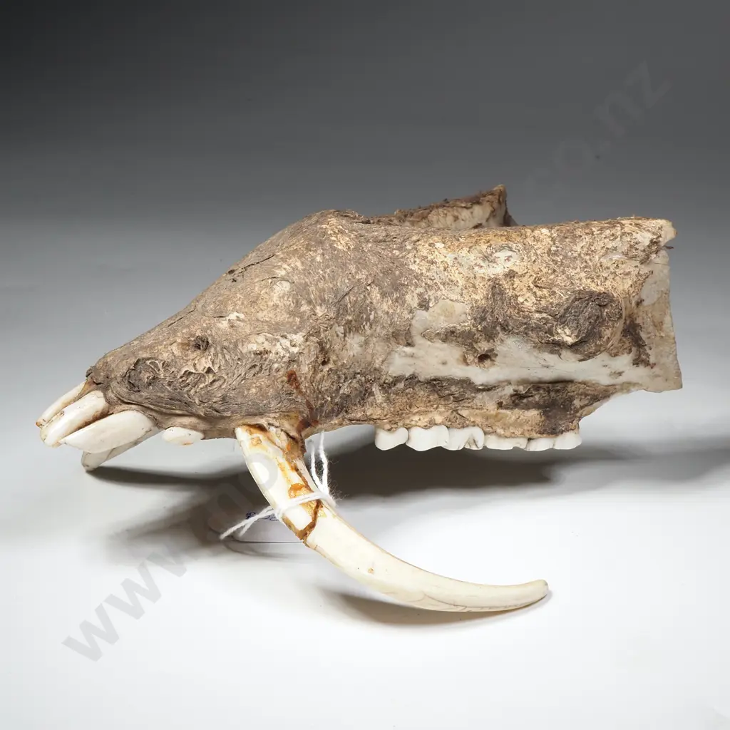 Mandible (Lower Jaw) of a Wild Boars Tusk w Curved Tusks & Teeth Image 1++