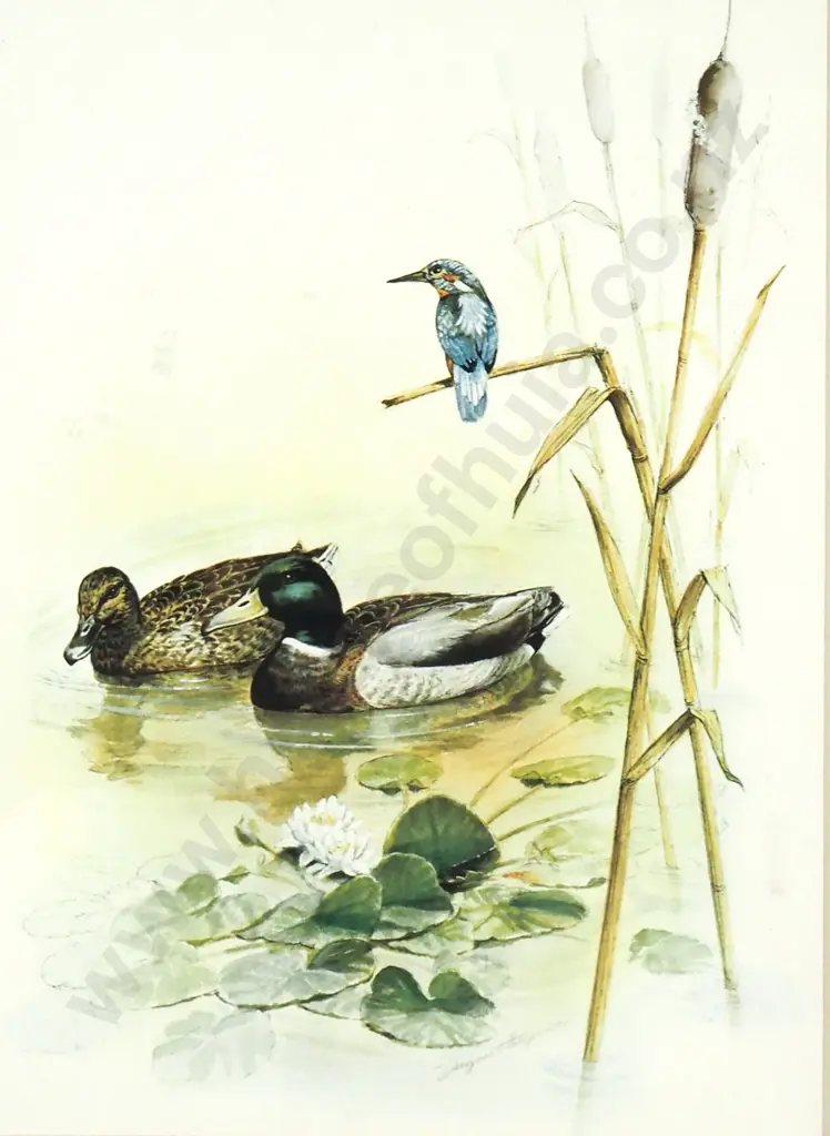 *Ducks & Kingfisher, Print Image 1++