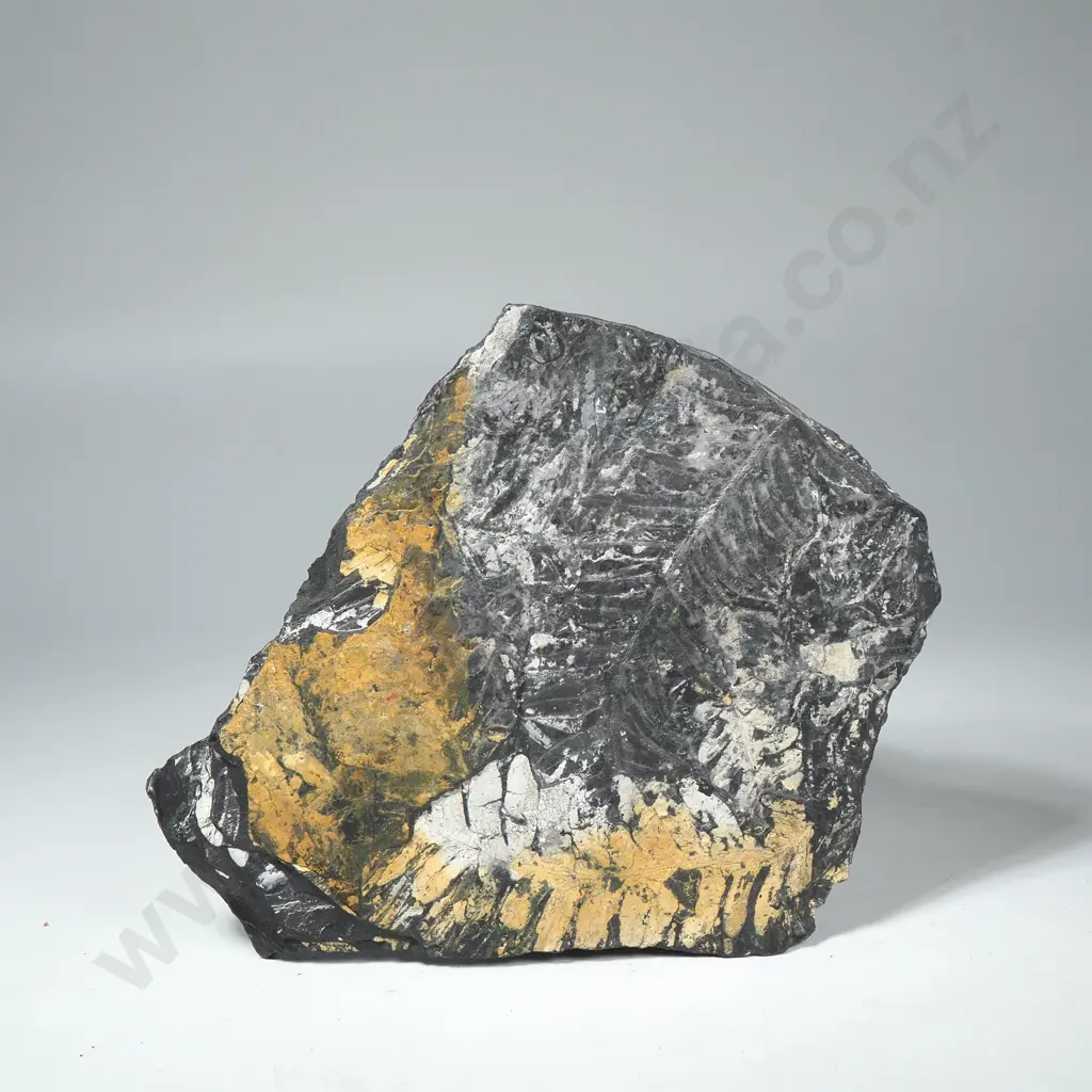 Fossil Fern Leaf Specimen in Shale Image 1++