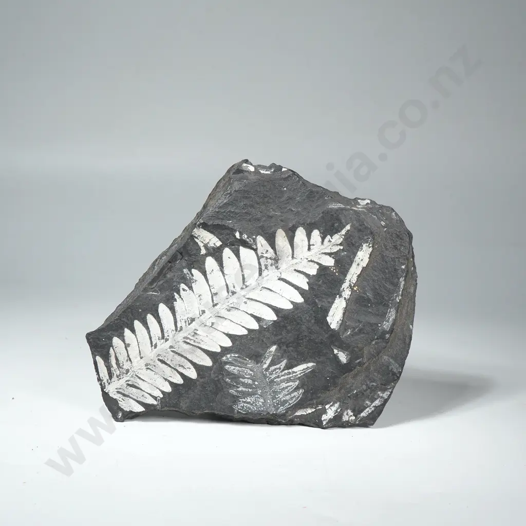 Fossil Fern Leaf Specimen in Shale Image 1++