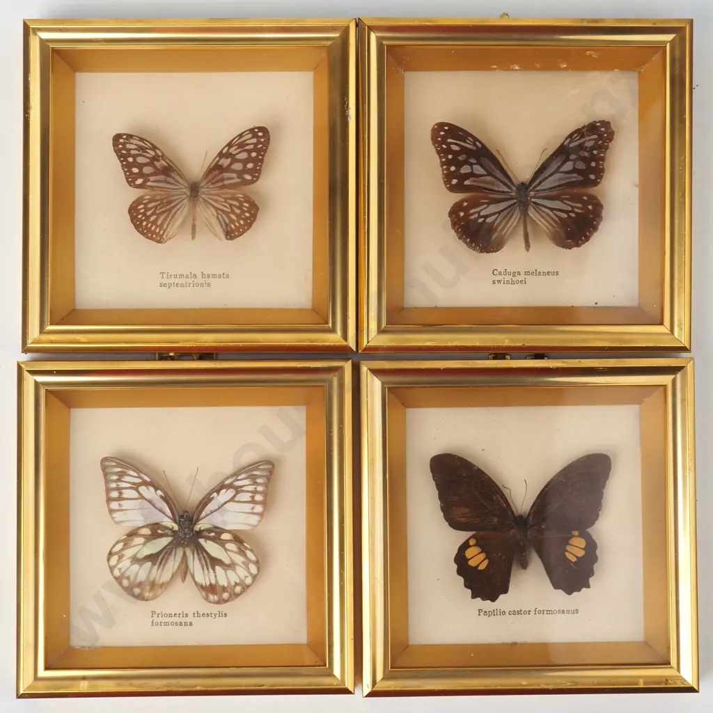 4x Individually Framed Taxidermy Butterflies Behind Glass Image 1++