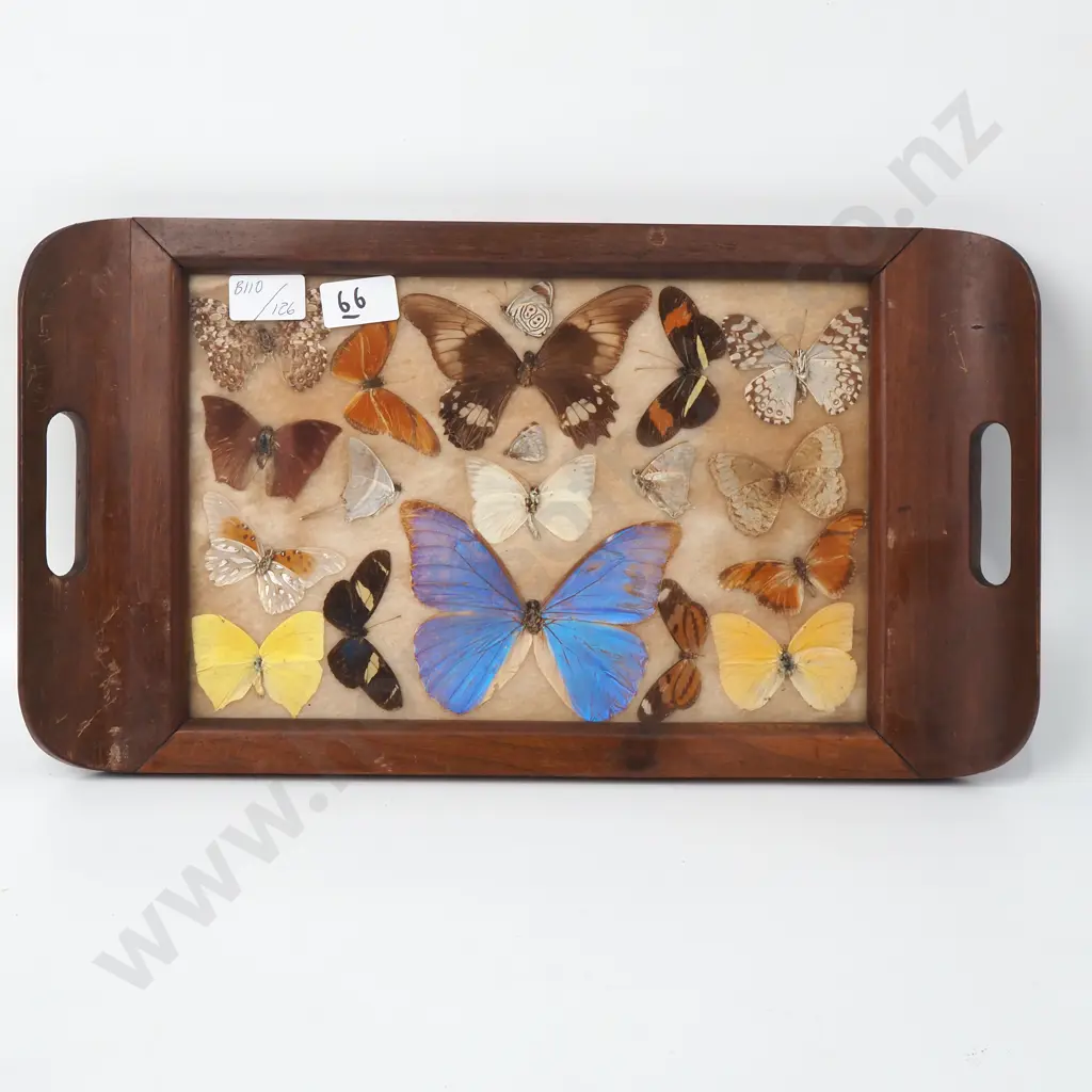 Vintage Brazilian Exotic Butterfly Wooden Serving Tray Image 1++