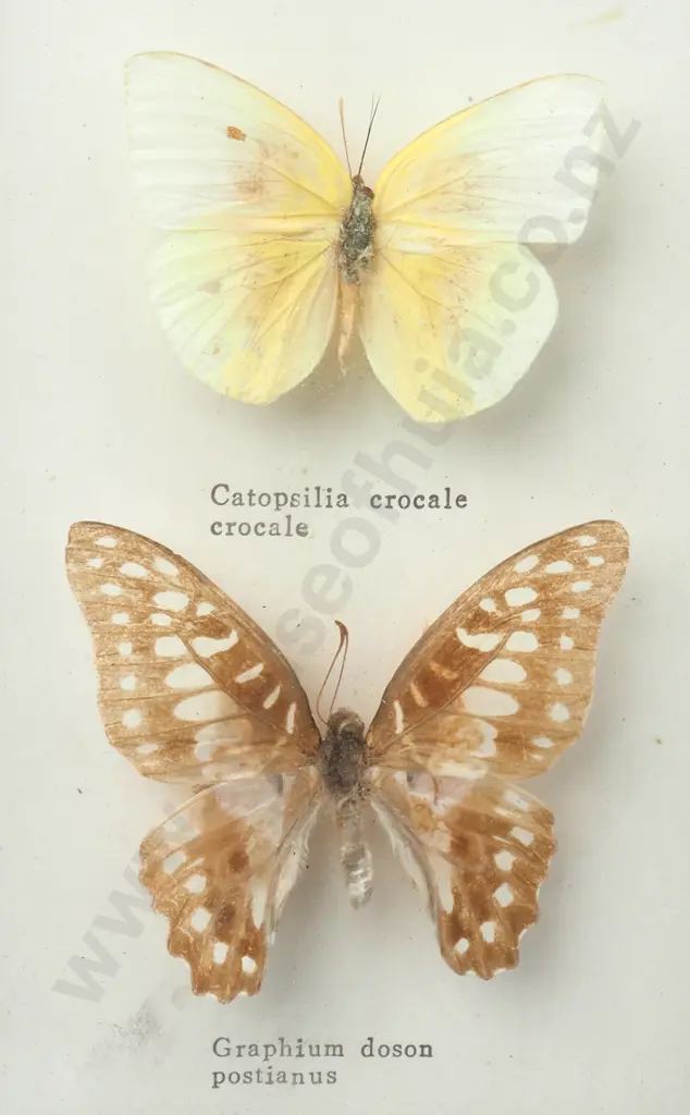 Framed Taxidermy Butterflies Behind Glass Image 1++