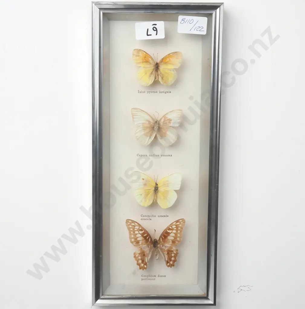 Framed Taxidermy Butterflies Behind Glass Image 1++