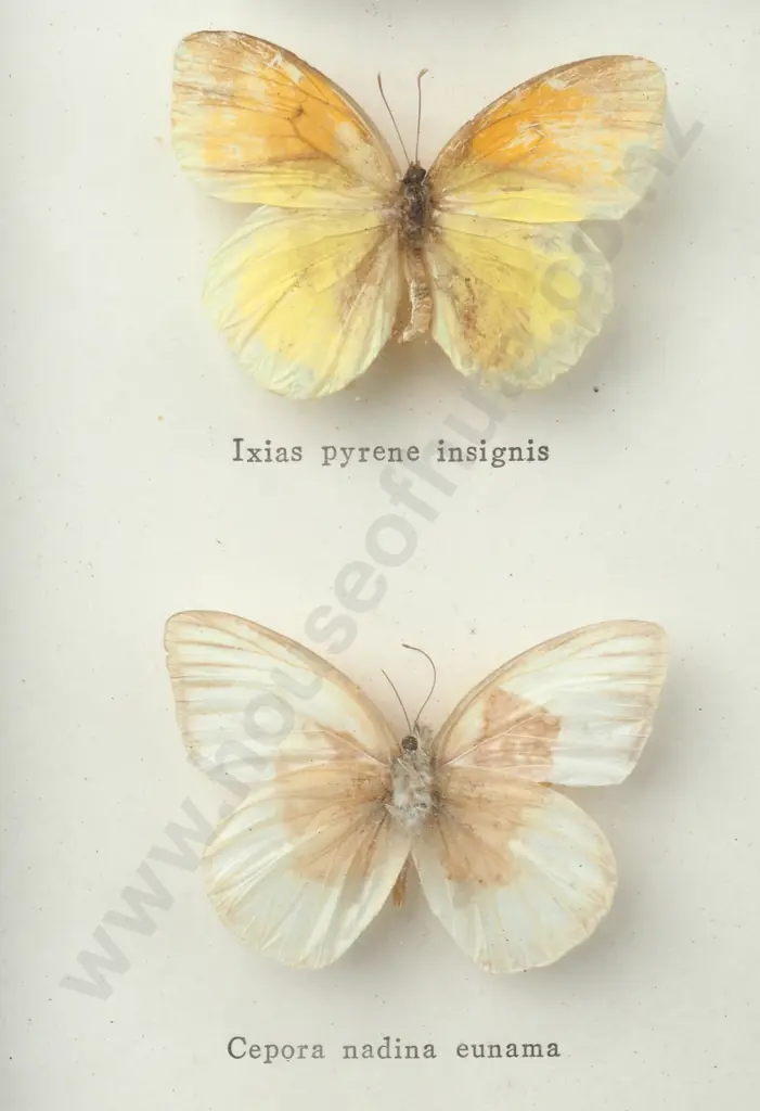 Framed Taxidermy Butterflies Behind Glass Image 1++