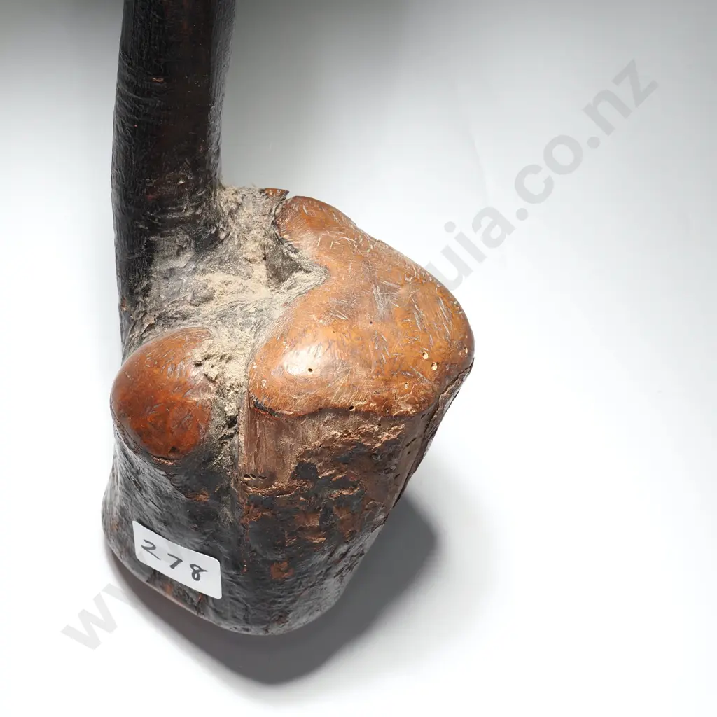Shillelagh Irish Blackthorn Image 1++