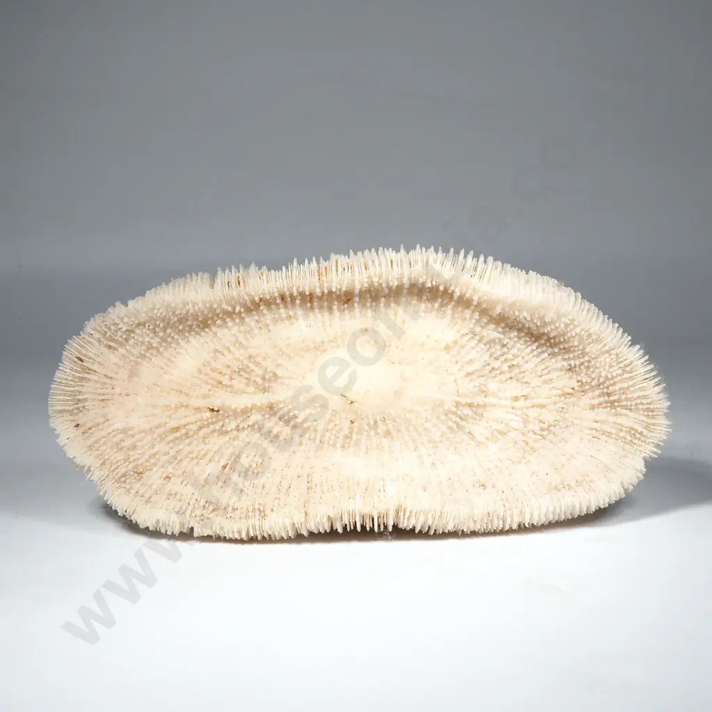 Fungia Mushroom Coral Skeleton Image 1++