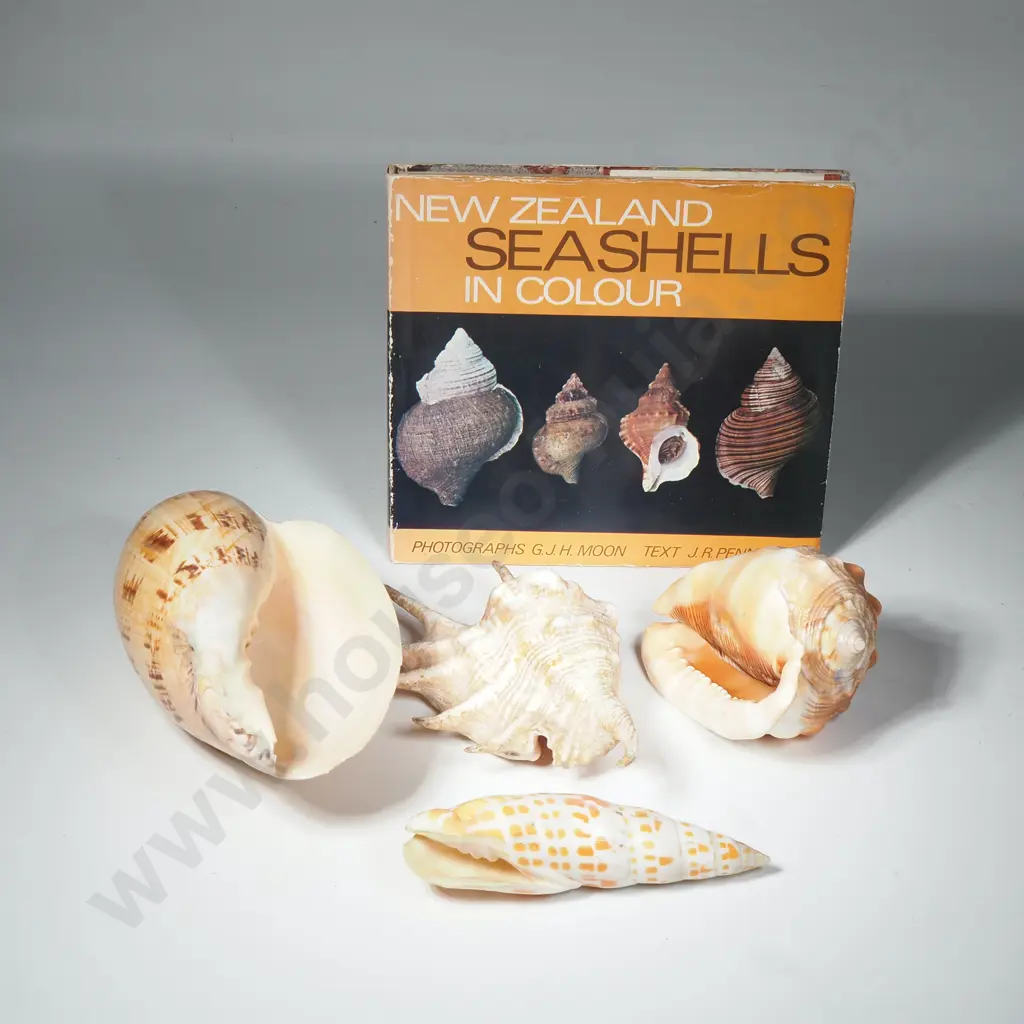Four Marine Seashells & Accompanying Book 'New Zealand Seashells in  Colour'  by JR Penniket Image 1++