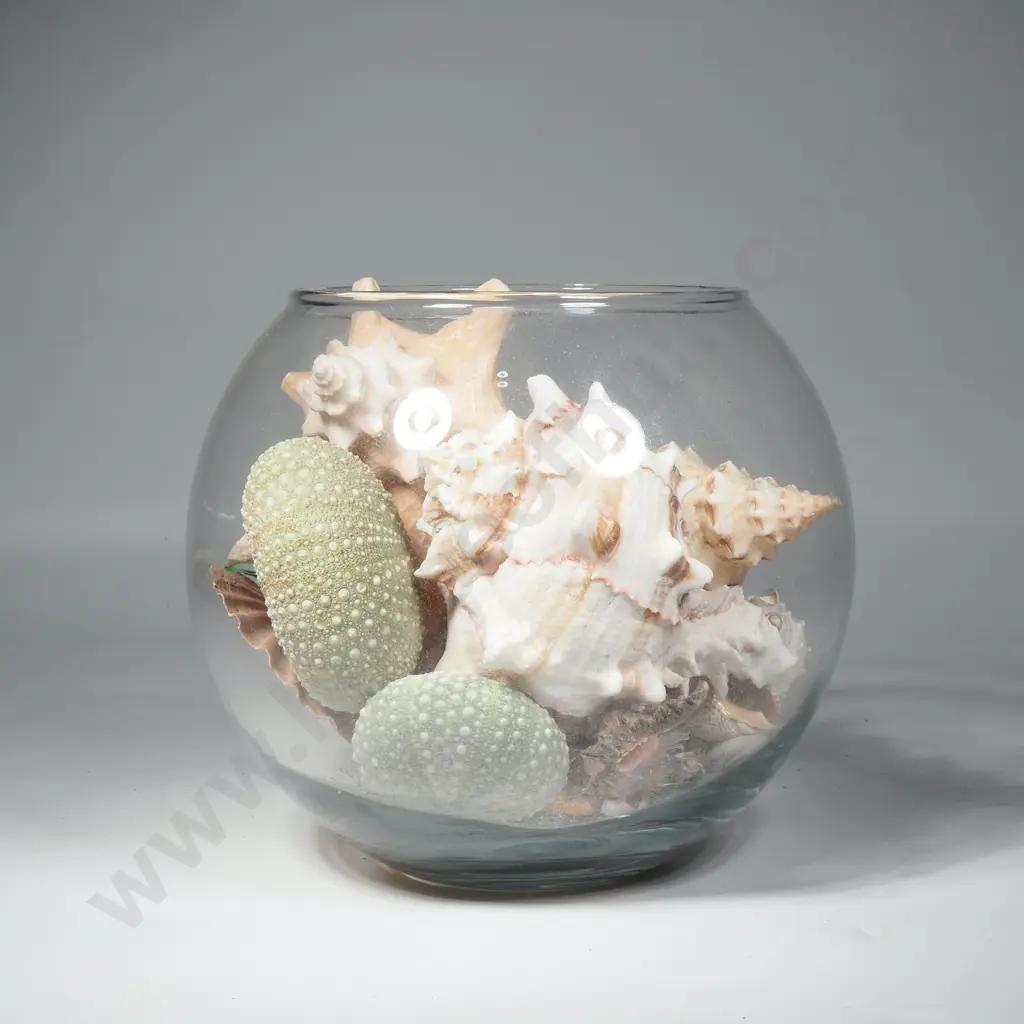 Ovoid Glass Vase Containing a Quantity of Seashells & Kina Shells Image 1++