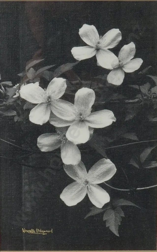 Kenneth Bigwood- Clematis Montana Rubens, Black & White Photograph Image 1++