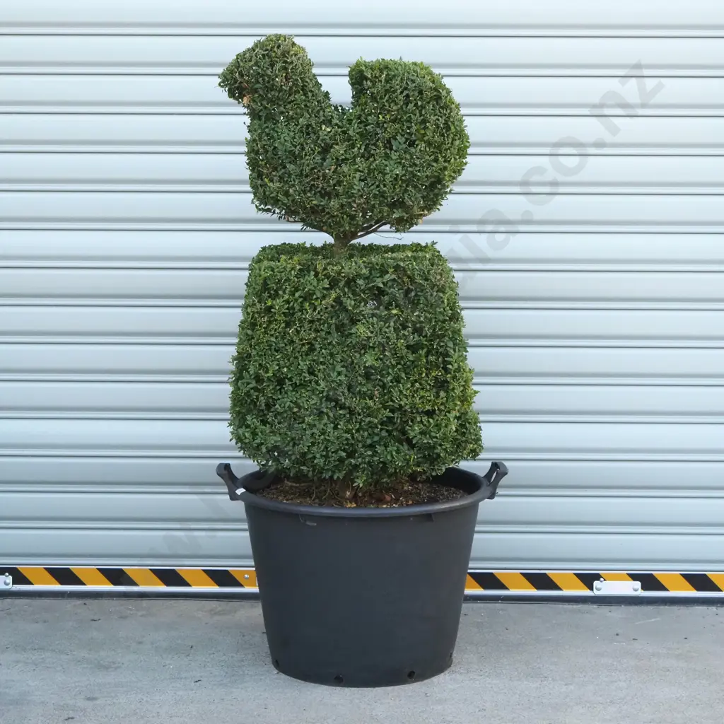 Buxus Sempervirens in the Form of a Bird on a Base - Thirty Years Old Image 1++