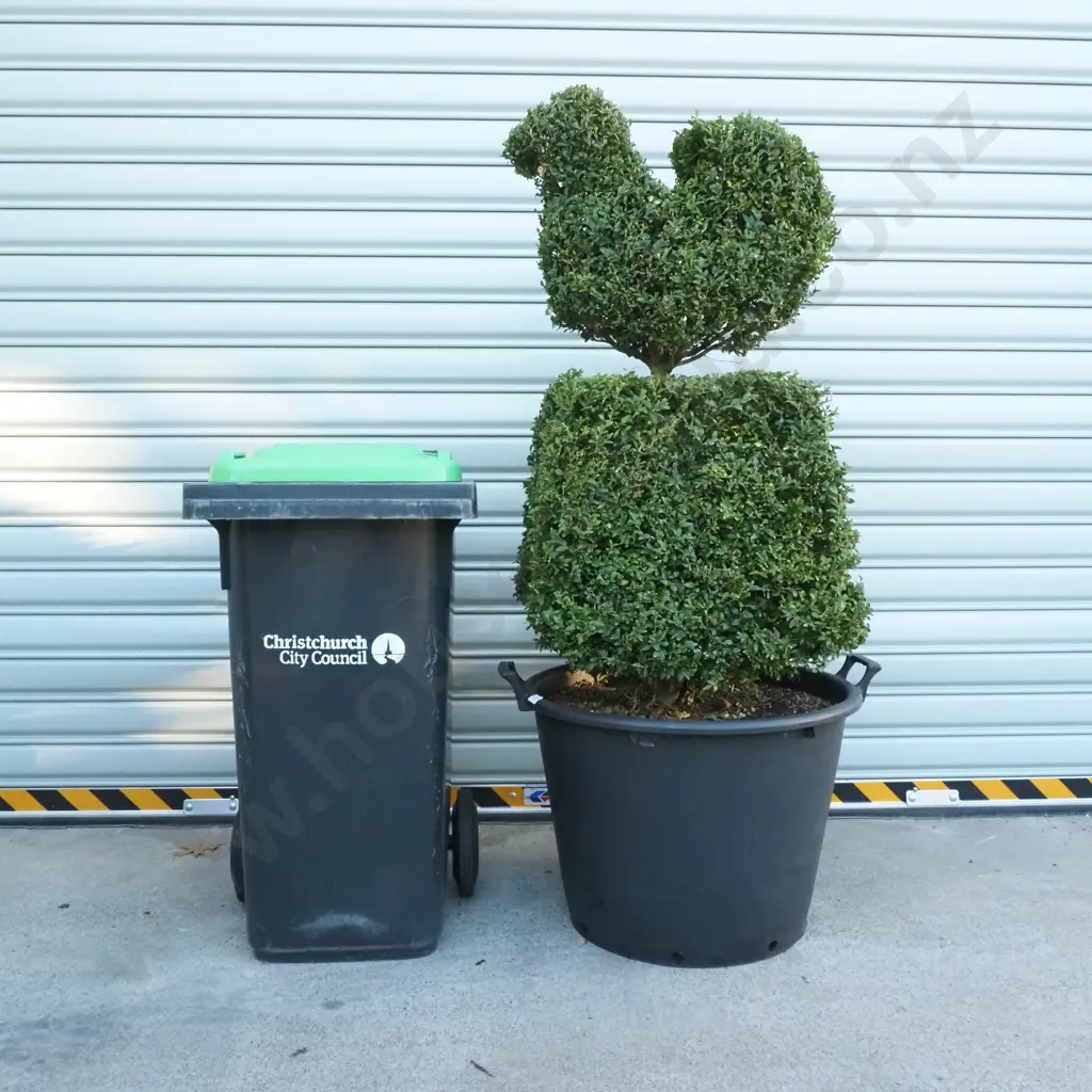 Buxus Sempervirens in the Form of a Bird on a Base - Thirty Years Old Image 1++