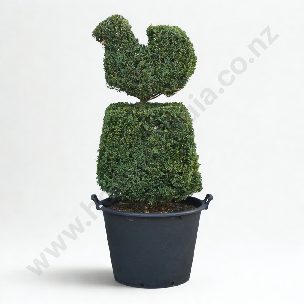 Buxus Sempervirens in the Form of a Bird on a Base - Thirty Years Old Image 1++