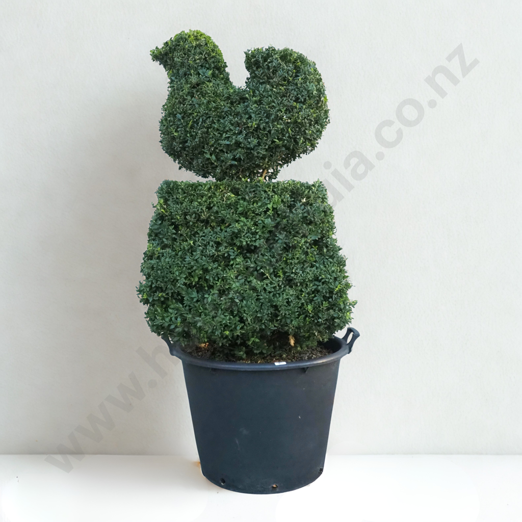Buxus Sempervirens in the Form of a Bird on a Base  Thirty Years Old Image 1++