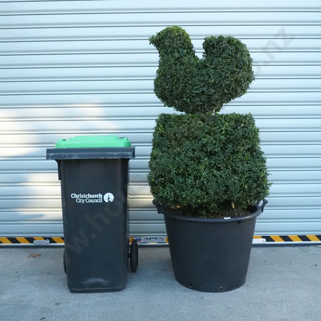 Buxus Sempervirens in the Form of a Bird on a Base  Thirty Years Old Image 1++