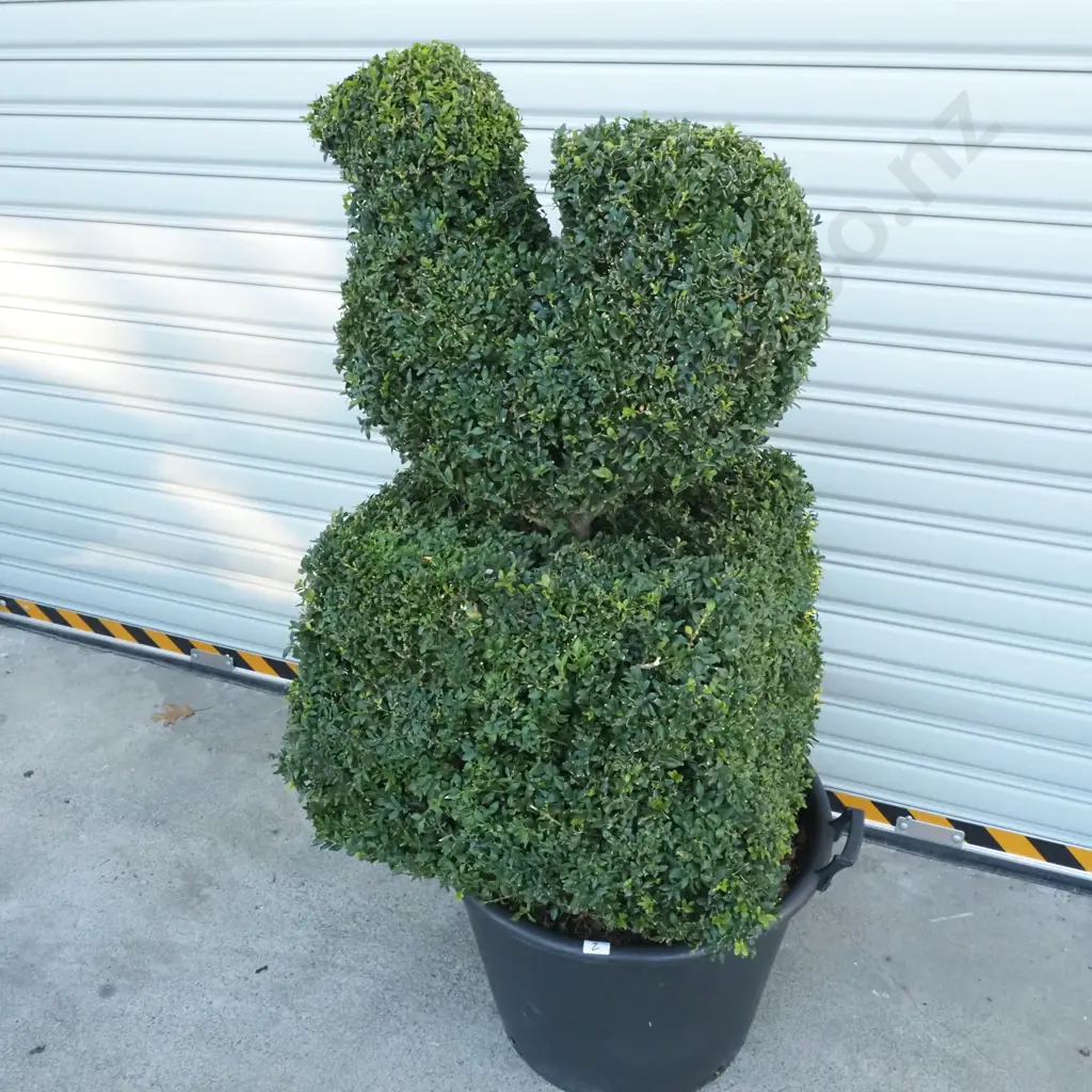 Buxus Sempervirens in the Form of a Bird on a Base  Thirty Years Old Image 1++