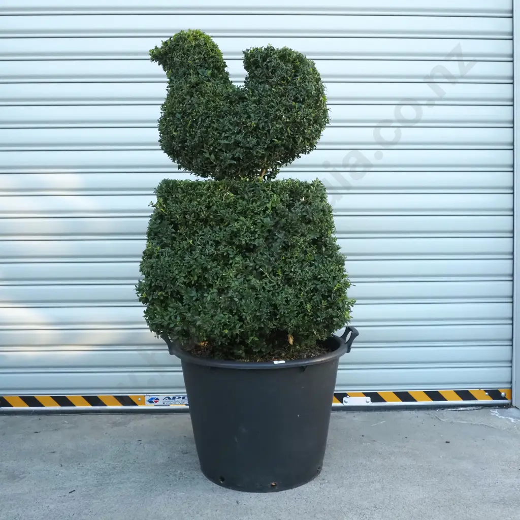 Buxus Sempervirens in the Form of a Bird on a Base  Thirty Years Old Image 1++