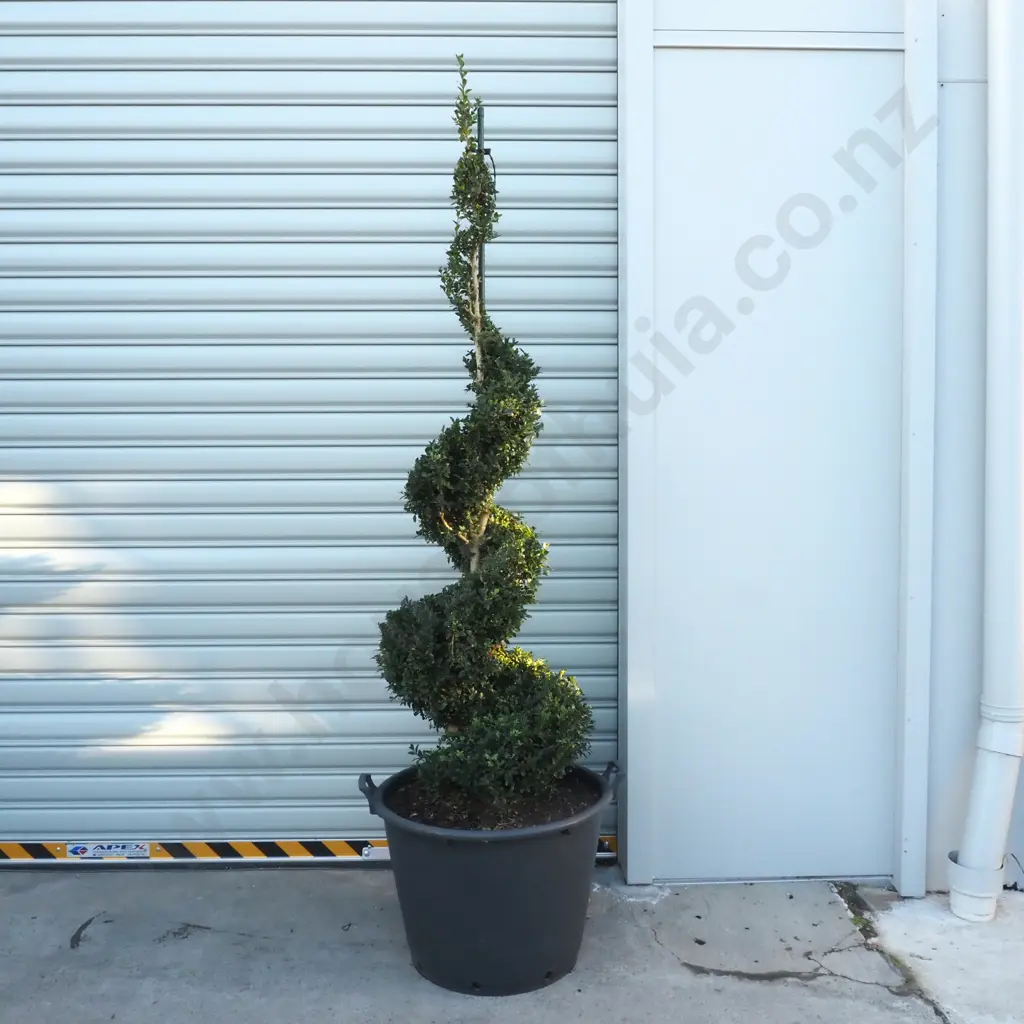 Buxus Sempervirens in the Form of a Spiral  - Twenty Years Old. Reverse Matching Spirals to Example Below Image 1++