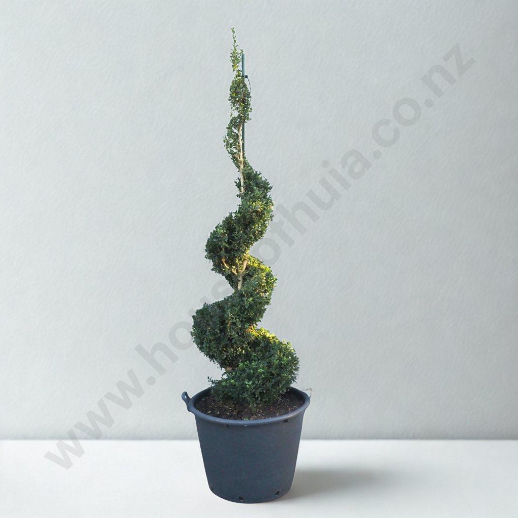 Buxus Sempervirens in the Form of a Spiral  - Twenty Years Old. Reverse Matching Spirals to Example Below Image 1++