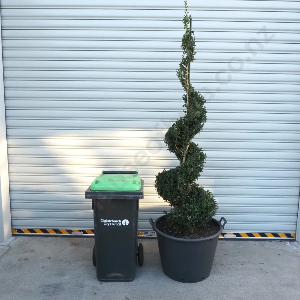 Buxus Sempervirens in the Form of a Spiral  - Twenty Years Old. Reverse Matching Spirals to Example Below Image 1++