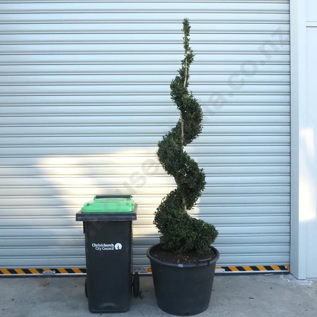 Buxus Sempervirens in the Form of a Spiral  - Twenty Years Old, Reverse Matching Spirals to Example Above Image 1++