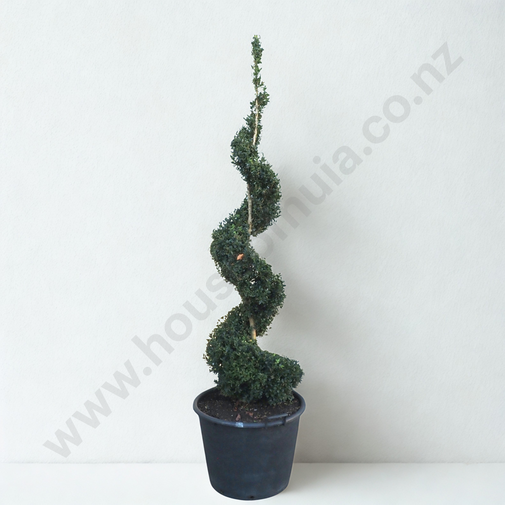 Buxus Sempervirens in the Form of a Spiral  - Twenty Years Old, Reverse Matching Spirals to Example Above Image 1++