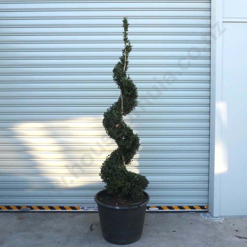 Buxus Sempervirens in the Form of a Spiral  - Twenty Years Old, Reverse Matching Spirals to Example Above Image 1++