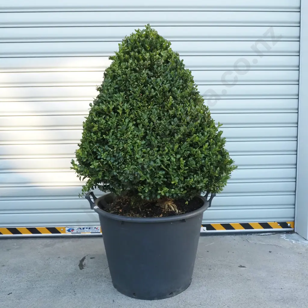Buxus Sempervirens 'Rotundifolia' in the Form of a Pyramid  - Eighteen+ Years Old Image 1++