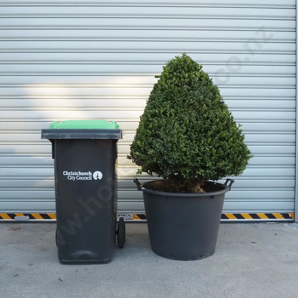 Buxus Sempervirens 'Rotundifolia' in the Form of a Pyramid  - Eighteen+ Years Old Image 1++