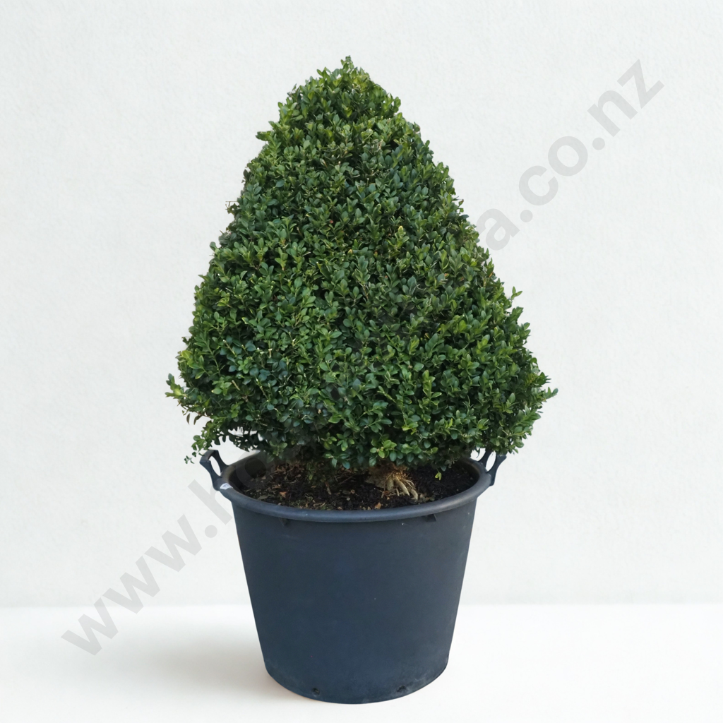 Buxus Sempervirens 'Rotundifolia' in the Form of a Pyramid  - Eighteen+ Years Old Image 1++