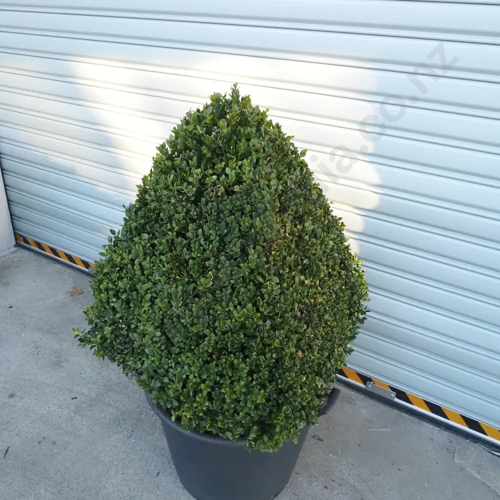 Buxus Sempervirens 'Rotundifolia' in the Form of a Pyramid  - Eighteen+ Years Old Image 1++