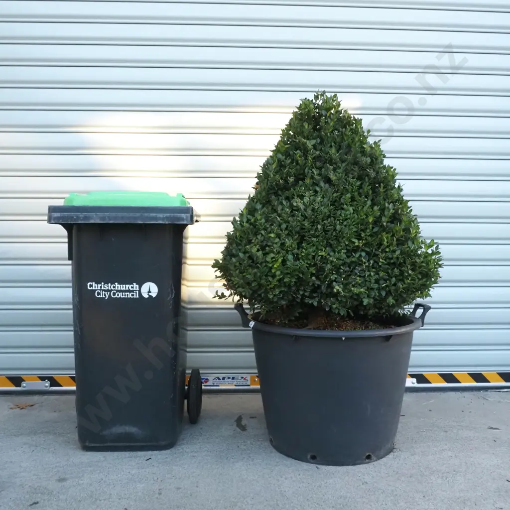 Buxus Sempervirens 'Rotundifolia' in the Form of a Pyramid - Eighteen+ Years Old Image 1++