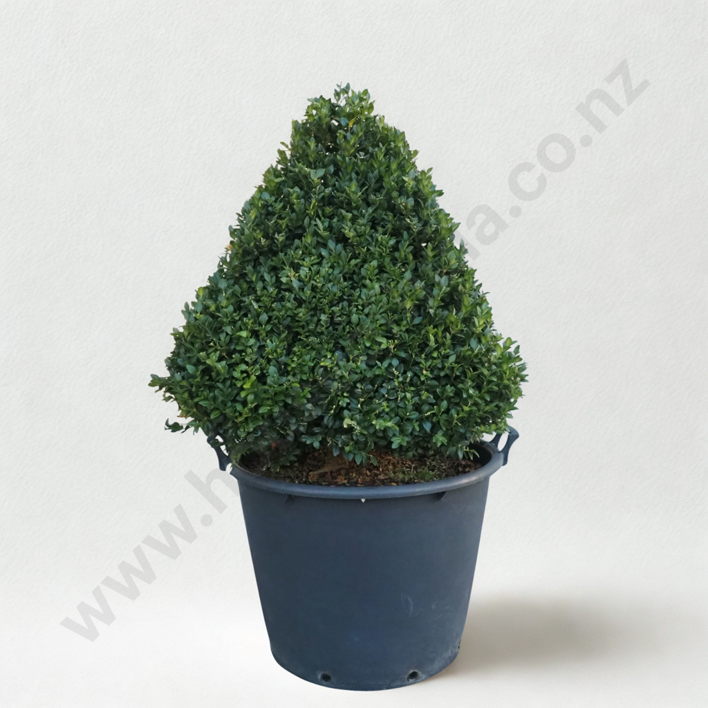 Buxus Sempervirens 'Rotundifolia' in the Form of a Pyramid - Eighteen+ Years Old Image 1++