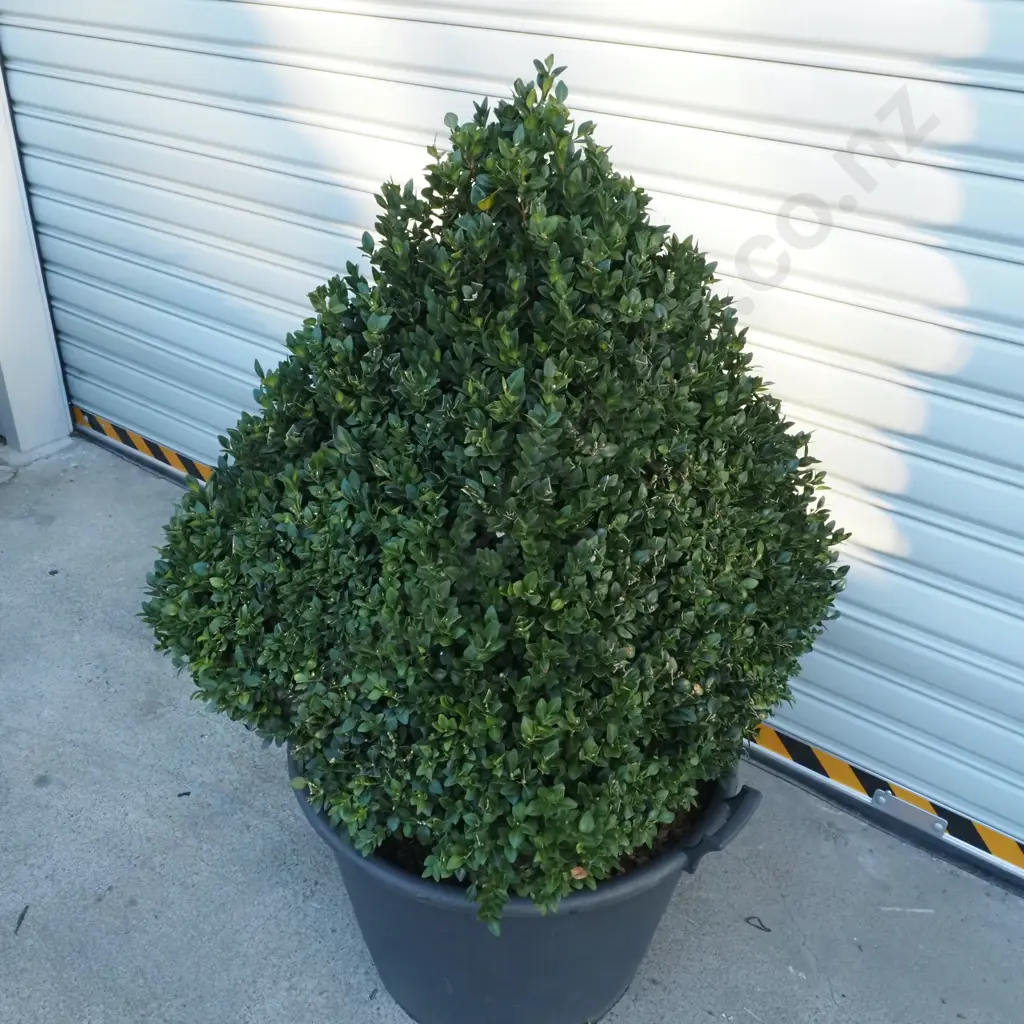 Buxus Sempervirens 'Rotundifolia' in the Form of a Pyramid - Eighteen+ Years Old Image 1++